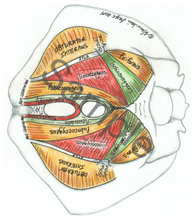 Load image into Gallery viewer, (A) Female Pelvic Model