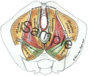 Female Pelvic Diaphragm