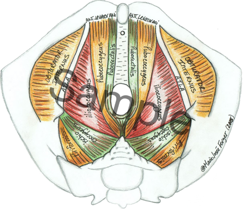 Male Pelvic Diaphragm
