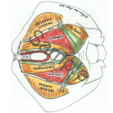 Load image into Gallery viewer, (C) Male/Female Bundle