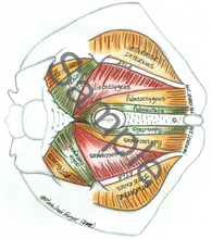 Load image into Gallery viewer, (B) Male Pelvic Model