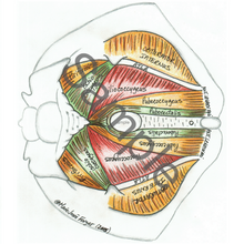 Load image into Gallery viewer, (C) Male/Female Bundle