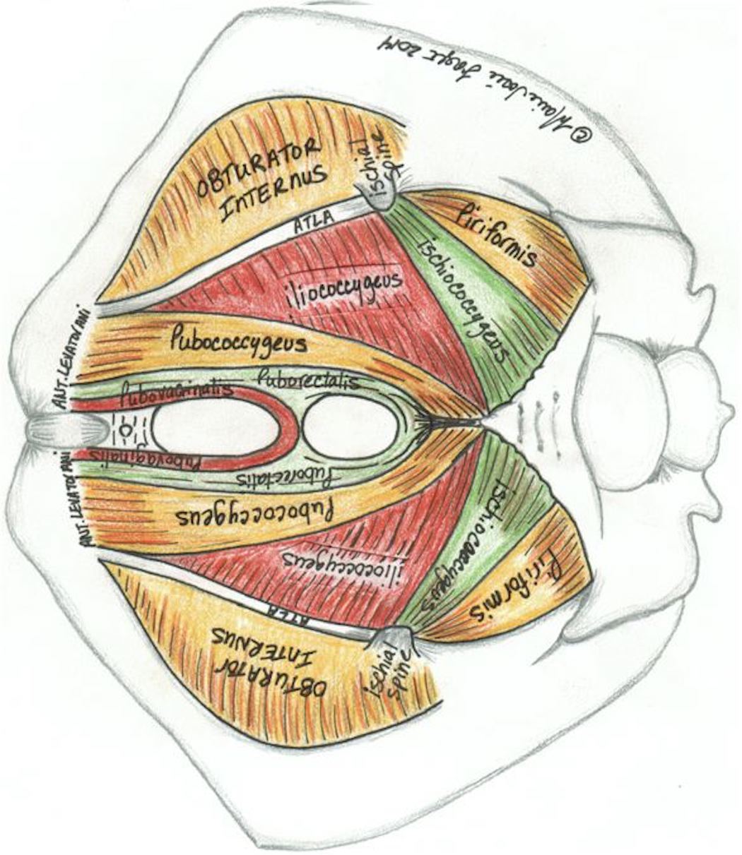 Female Pelvic Anatomy Medical Illustration MediVisuals
