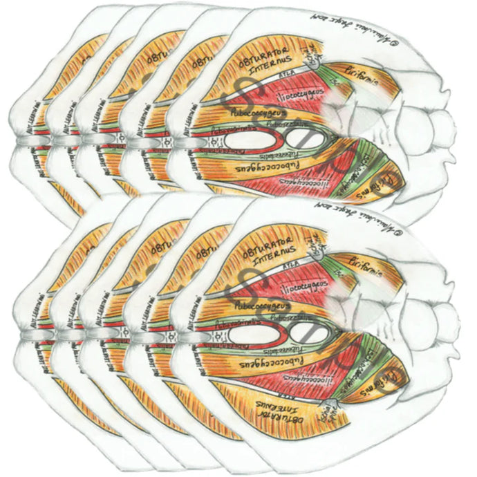 (F) 10 Pack Bundle (Female)