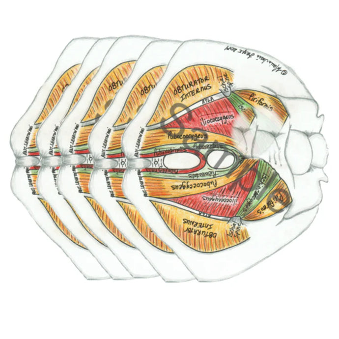 (D) 5 Pack Bundle (Female)