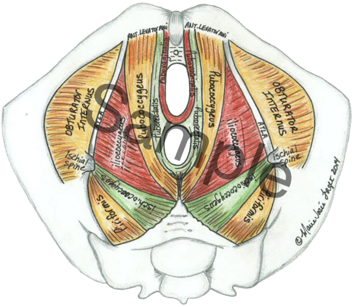 Female Pelvic Diaphragm
