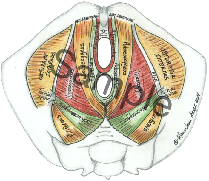Stanford Sports Medicine - The diaphragm, pelvic floor and