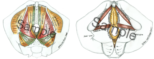 Male Urogenital Triangle and Pelvic Diaphragm