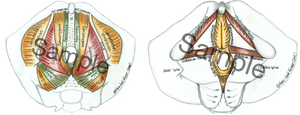 Male Urogenital Triangle and Pelvic Diaphragm