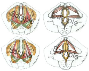 Male & Female Urogenital Triangle and Pelvic Diaphragm