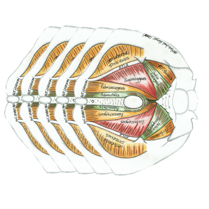 Medivisuals Normal Pelvic Support (Young Adult) Medical Illustration